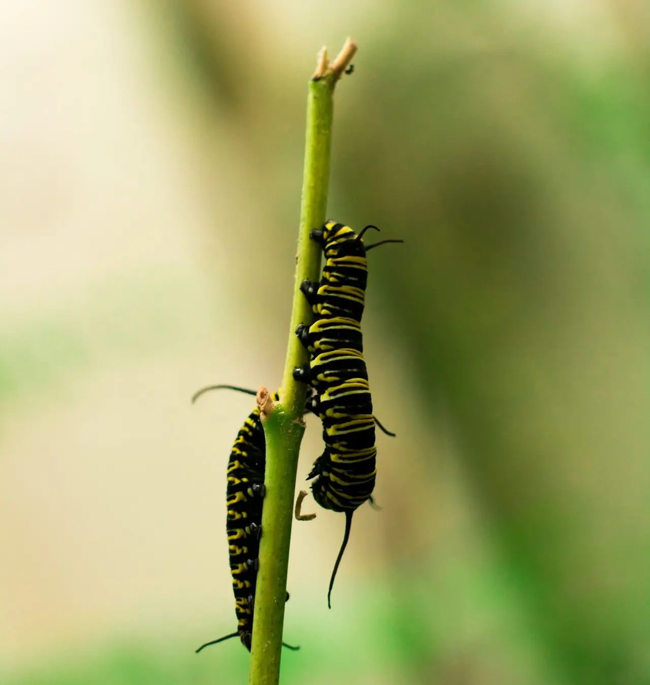 two black caterpillars
